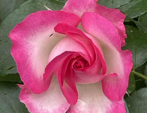 バラの開花情報①　