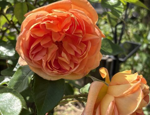 GW中の診療案内