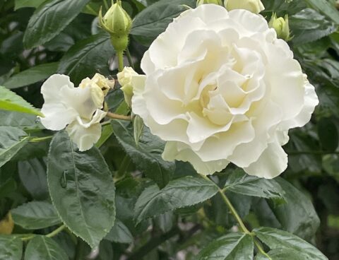 バラの開花情報②+α
