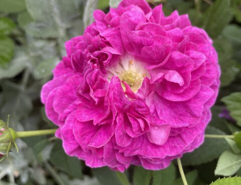 バラ開花情報③