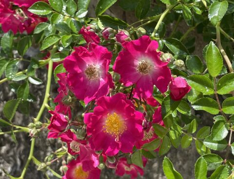 バラの開花情報④