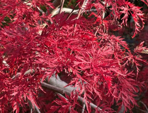 紅葉の葉刈り