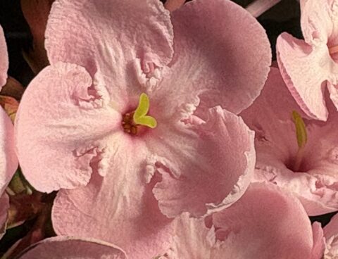 玄関でお出迎え